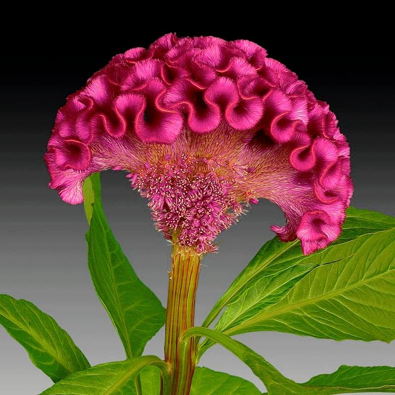 Foto: Facebook Decorando con plantas y flores.
