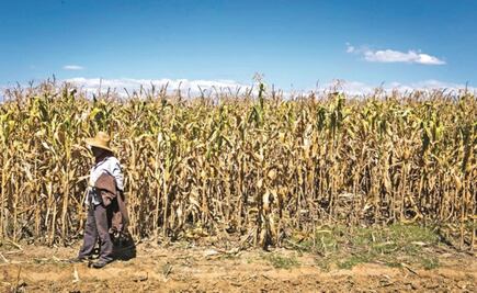 Denuncian nueva ley que amenaza al maíz nativo