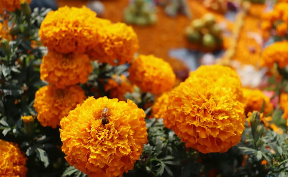 En estos campos de flores de cempasúchil podrás conseguir fotos instagrameables. Foto: Unsplash