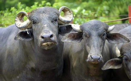 Ganaderos del Istmo de Oaxaca se preparan para exportar a EU; les falta un rastro TIF