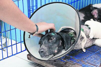 Dan primera condena por maltrato animal