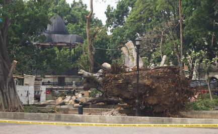 Ordena juez a edil de Oaxaca de Juárez proteger árboles capitalinos; en menos de un año han caído 3  históricos