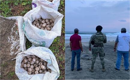Rescatan miles de huevos de tortuga golfina en santuario de la Costa de Oaxaca; saqueadores se fugan