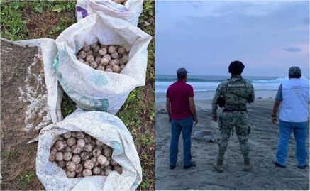 Rescatan miles de huevos de tortuga golfina en santuario de la Costa de Oaxaca; saqueadores se fugan