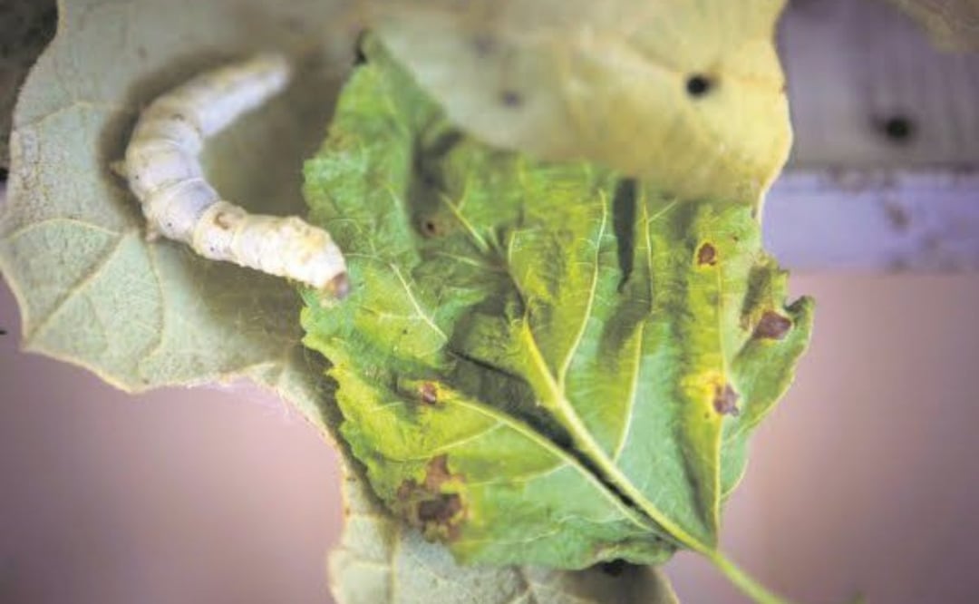 Foto: Mario Arturo Martínez