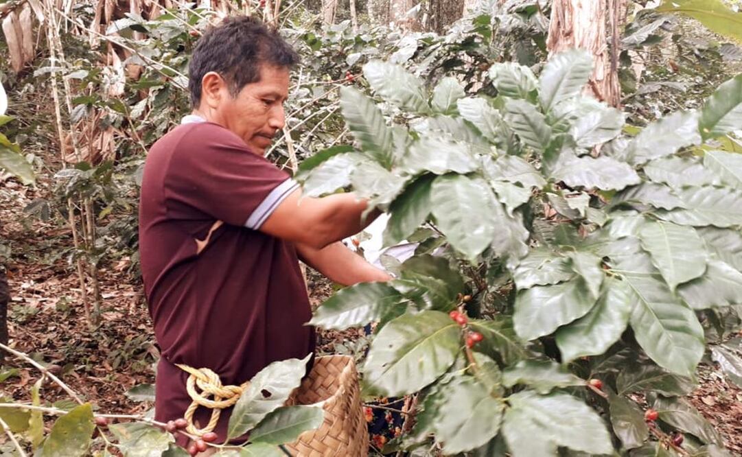 Advierten pérdida de mil 500 hectáreas de café en Oaxaca por lluvias y bajas temperaturas. Fotos: Especiales