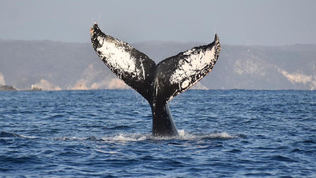 Ballena Fest en Puerto Ángel. Foto: Oaxaca Travel