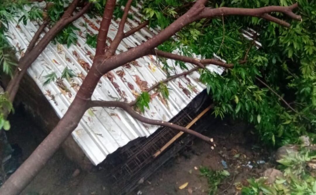 En comunidades de la Costa se registró caída de árboles por los fuertes vientos. Foto: Especial
