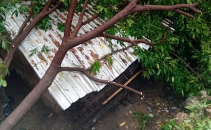 Lluvias en la Costa de Oaxaca dejan una persona herida, caída de árboles y comunidades sin energía eléctrica