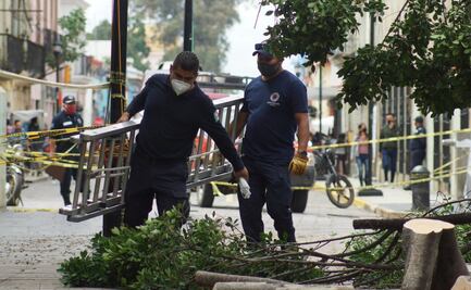 Ambientalistas advierten caída de árboles por sembrar en el zócalo sin estudio de suelo previo