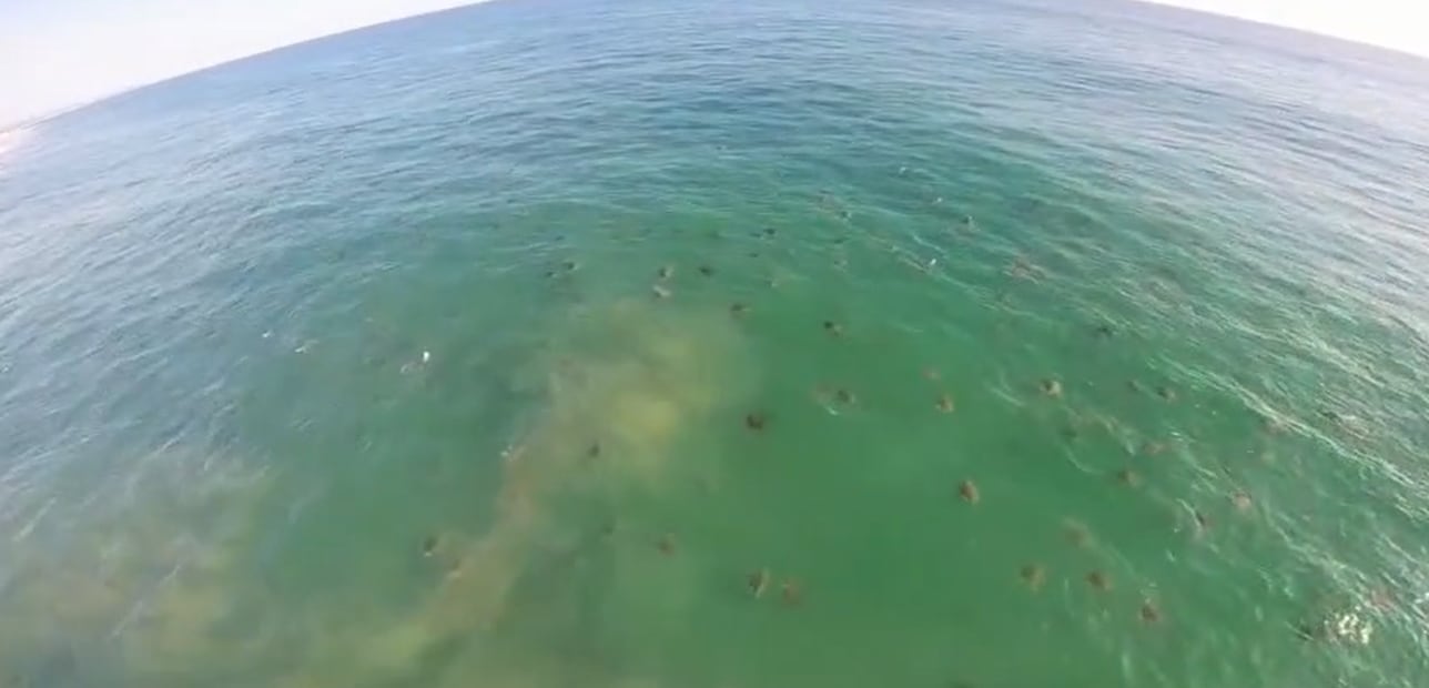 Vista aérea de tortugas golfinas nadando hacia las costas de Oaxaca. Foto: ave centellas
