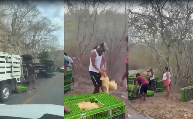 VIDEO: Se llevan cajas enteras de pollos vivos; nuevamente se desata rapiña tras volcadura en el Istmo