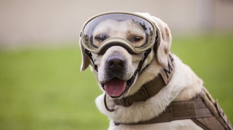 Frida, la estrella de los rescates