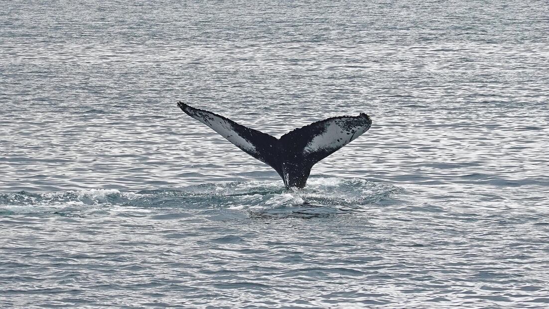 Avistamiento de ballenas en Oaxaca. Foto:  Pixabay, Aline Dassel