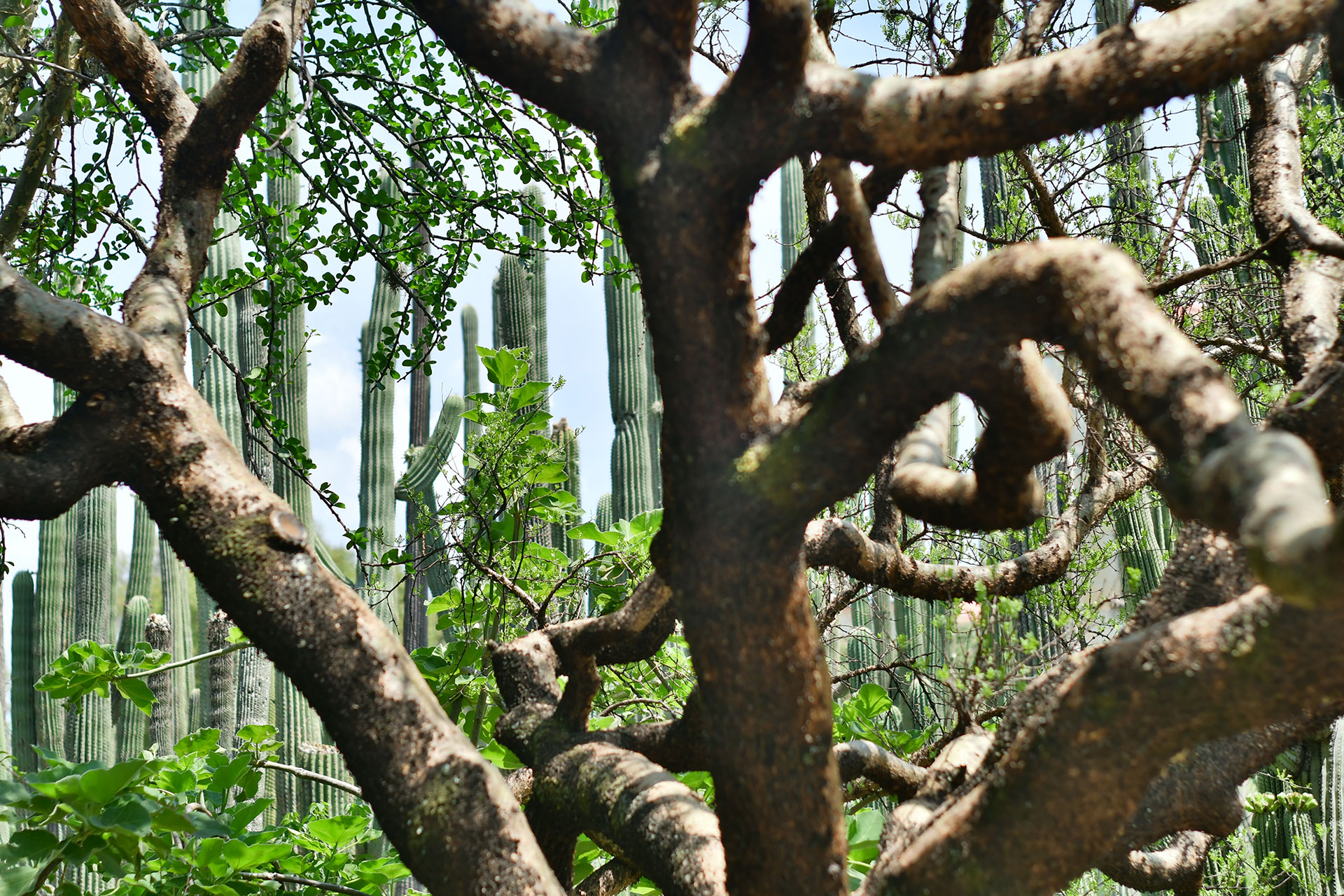 Jardín Etnobotánico. Foto: jardinoaxaca.mx