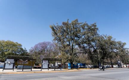 Obras sin estudios de impacto ambiental e intervenciones amenazan árboles de la ciudad de Oaxaca
