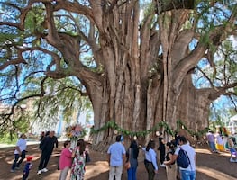 Cumpleaños del Tule: El único día que puedes darle un abrazo al árbol de 2 mil años en Oaxaca