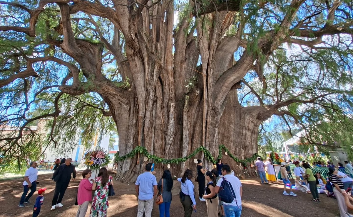Cumpleaños del Tule: El único día que puedes darle un abrazo al árbol de 2 mil años en Oaxaca