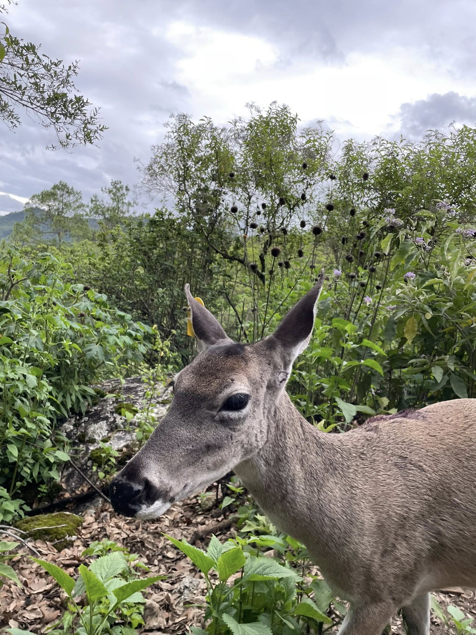 Unidad de Manejo Ambiental. Foto: Turismo ecológico Comunitario Capulálpam Mágico