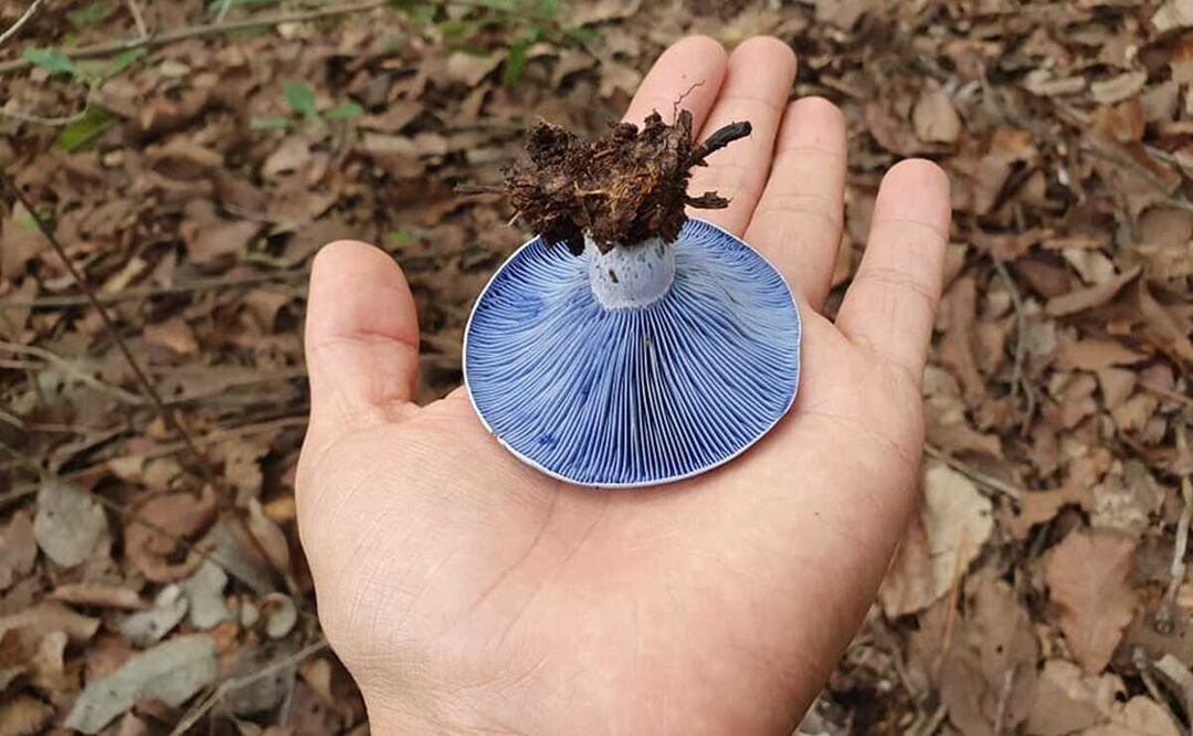 Tendrá Tuxtepec primera colecta de hongos silvestres, para promover etnomicoturismo en Oaxaca. Foto: