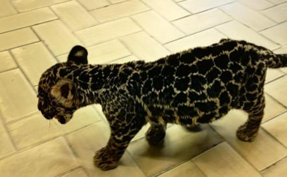 El jaguar fue asegurado por la Profepa en Oaxaca. Foto: Especial