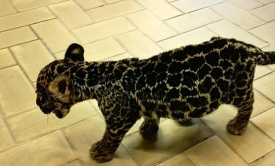 El jaguar fue asegurado por la Profepa en Oaxaca. Foto: Especial