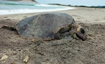 Hallan 14 tortugas golfinas muertas en playas de Salina Cruz, Oaxaca; descartan extracción de huevos