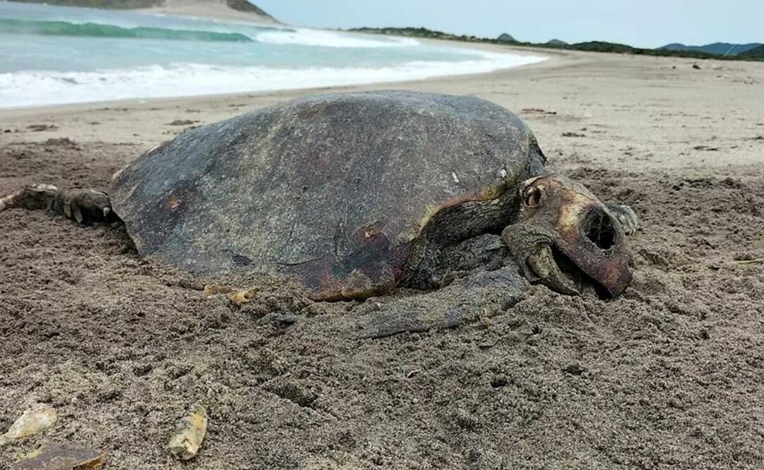 Hallan 14 tortugas golfinas muertas en playas de Salina Cruz, Oaxaca; descartan extracción de huevos. Fotos: Especiales