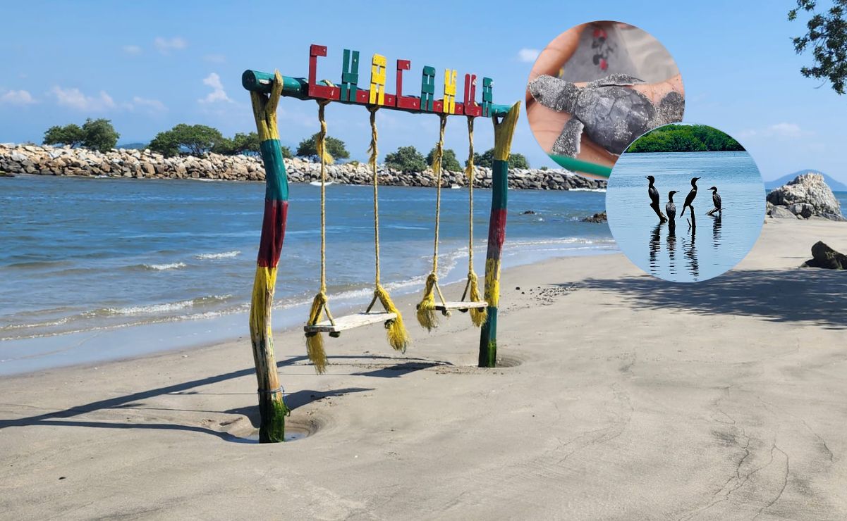 El destino que cautiva con su belleza por sus manglares, tortugas, y atardeceres que roban el aliento este verano. Fotos: Enlace Ecológico Viajes, Avizael Leyva y Cristopher García