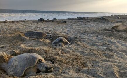 Bajo vigilancia de Profepa, más de 2 millones de tortugas desovaron en playas de Oaxaca