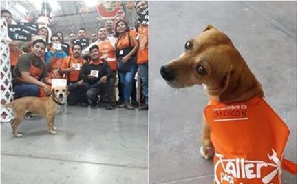 Conoce a Silicón, el perrito que ahora vive en una tienda departamental en Oaxaca