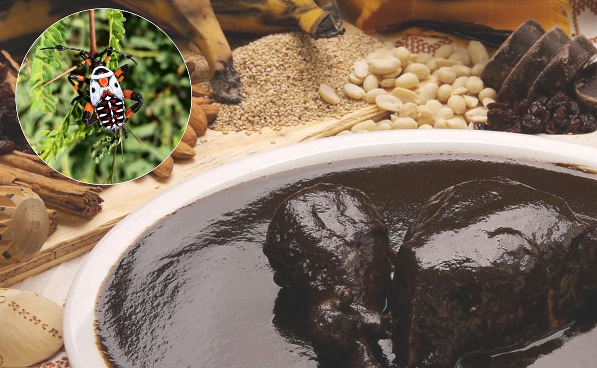 Insectos comestibles como el cocopache son parte clave de la gastronomía oaxaqueña. Conoce su historia, sabor único y cómo se cocinan. Foto: Especial.