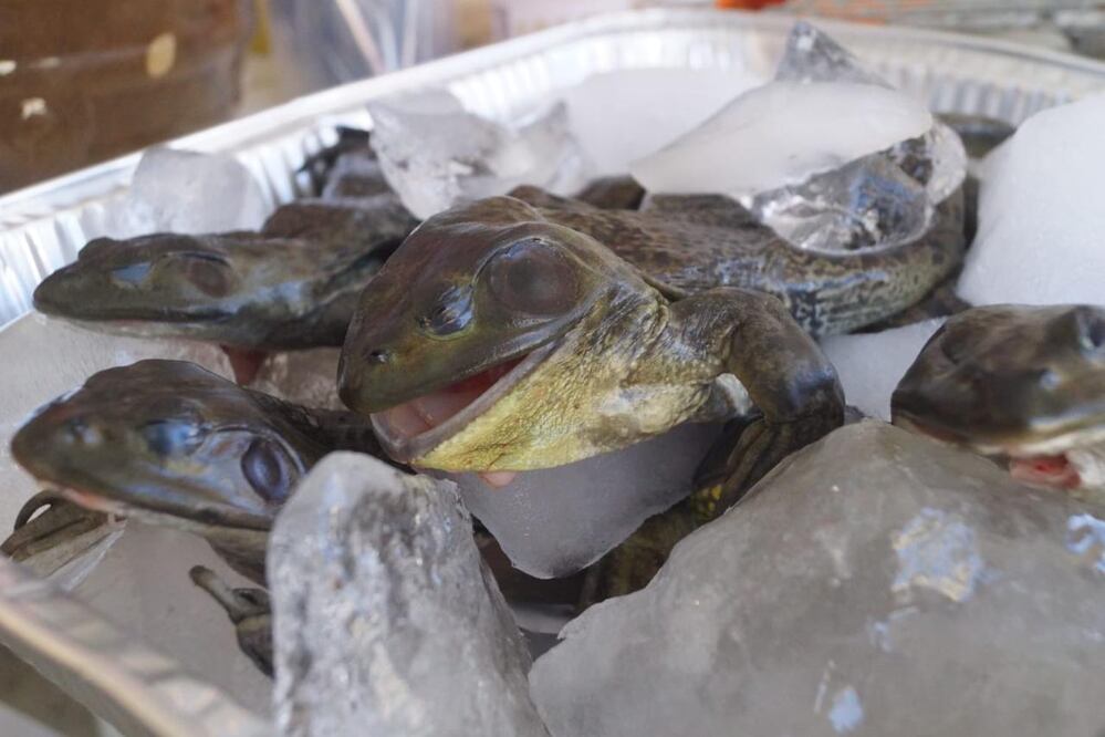 ¿Camarones, ranas o langosta? Vuelve Tianguis Cuaresma a Oaxaca y esto tienes que saber. Fotos: Edwin Hernández