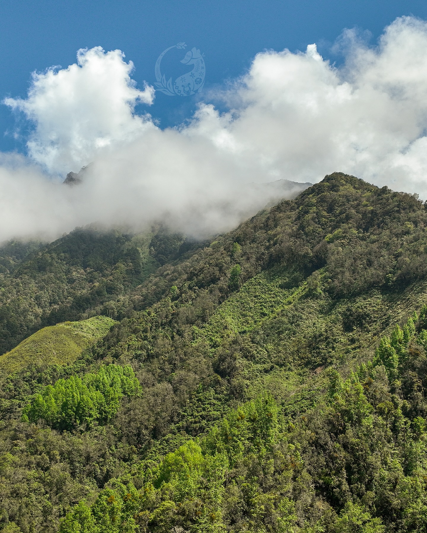 Cañón de la niebla. Foto: Oaxaca Travel