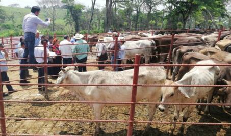 Crisis ganadera en el Istmo por sequía: suman 52 reses muertas
