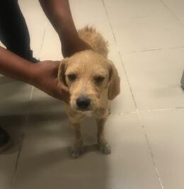 Vincula Fiscalía a proceso a hombre que fue sorprendido abusando sexualmente de un perro