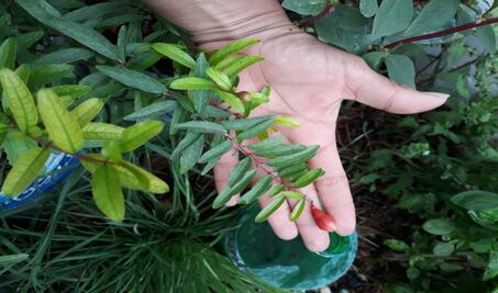 Oaxaqueños aprovechan pandemia para sembrar soberanía alimentaria con red de huertos urbanos