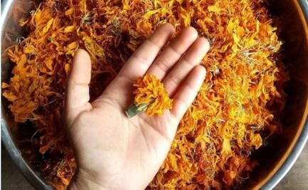 Usándola como tinte, artista textil da nueva vida al cempasúchil; busca donaciones de esta flor