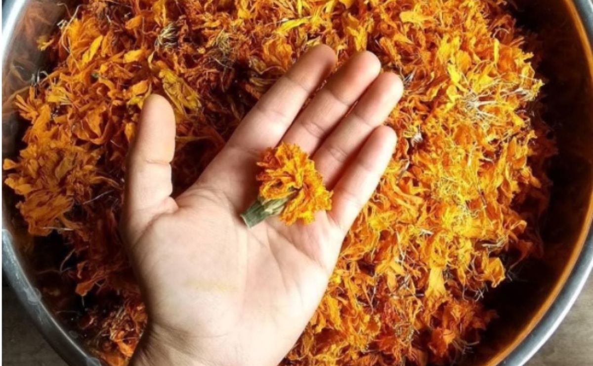 Usándola como tinte, artista textil da nueva vida al cempasúchil; busca donaciones de esta flor