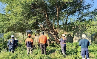 Advierten fuertes vientos y bajas temperaturas por el frente frío número 19 en el Istmo de Oaxaca 