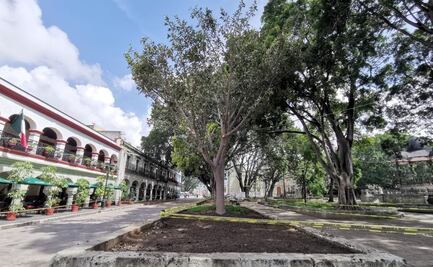 Higo del Valle ya ocupa el lugar del primer laurel centenario que cayó en el zócalo