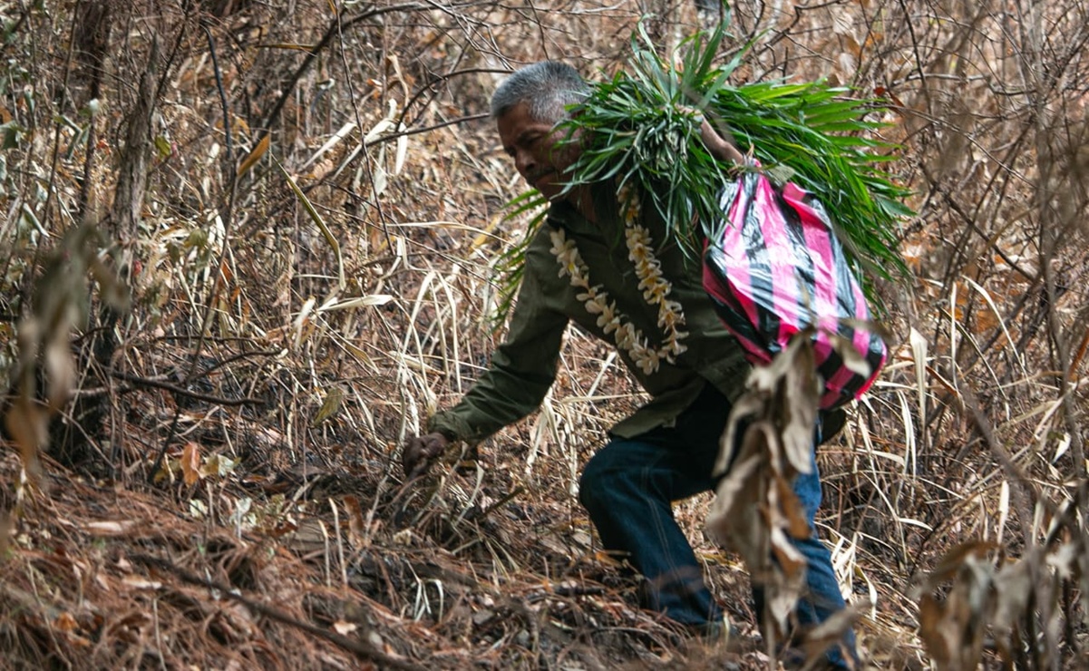 Pedimento a la lluvia: Tradición ancestral de los pueblos originarios de Yosoyuxi Copala, Oaxaca