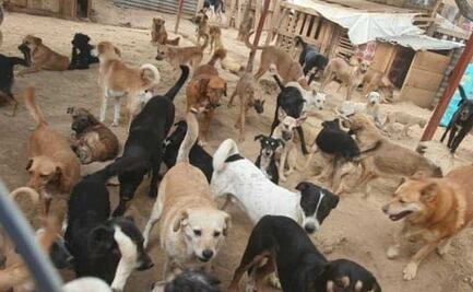 Autoridades de Xoxo dan ultimátum a albergue de perritos en Oaxaca; llaman a adopciones urgentes