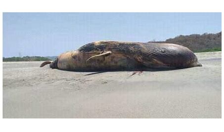 Reportan una ballena muerta en costas de Oaxaca