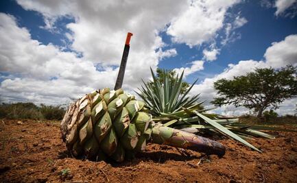 Uso del agua, el lado oscuro tras el “boom” de la industria del mezcal en Oaxaca