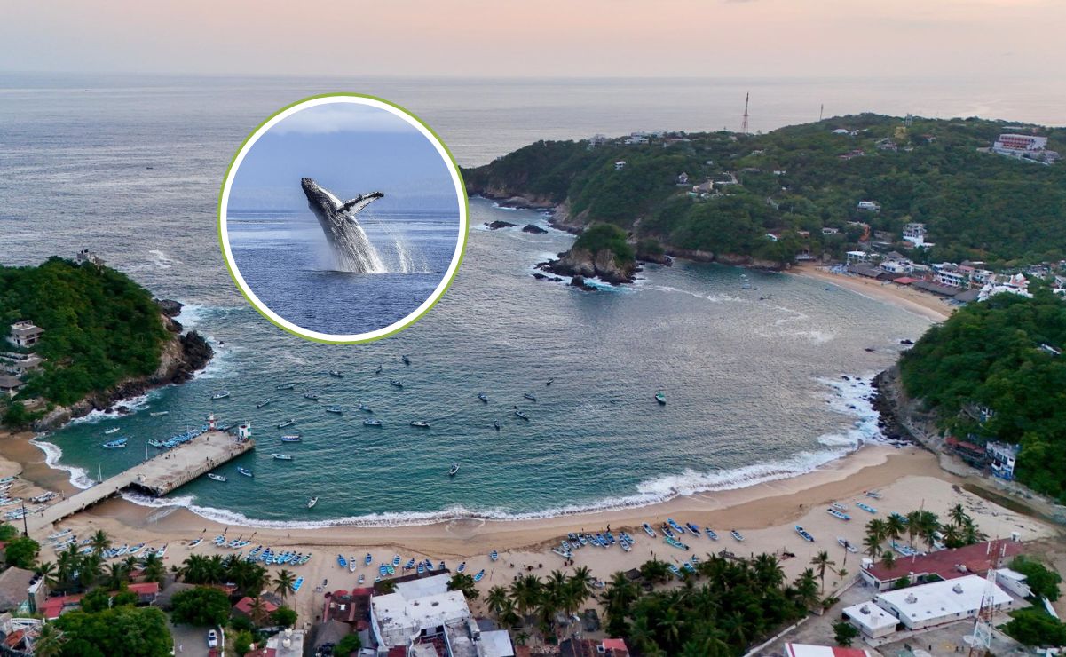 Ballena Fest 2025: Qué hacer en la feria de Puerto Ángel 