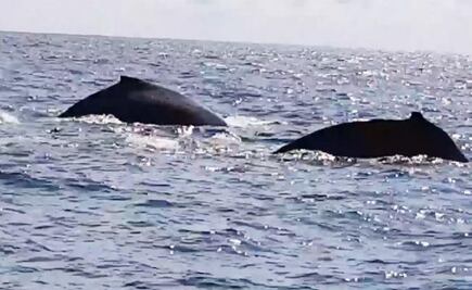 Video. Ballenas jorobadas "regalan" espectáculo en Acapulco