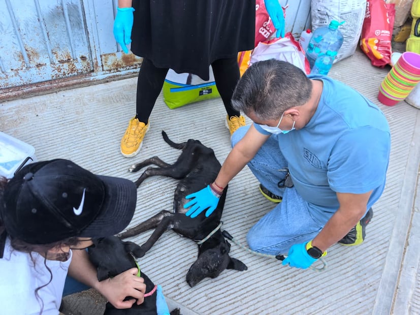 Los perritos estaban en muy malas condiciones de salud, maltrato y desnutrición