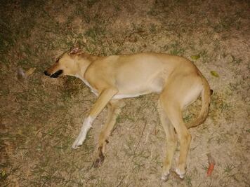 Matan perros en Reyes Etla; animalistas denunciarán al responsable