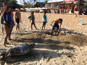 Playas de Oaxaca se convirtieron en cementerio de casi 300 tortugas marinas